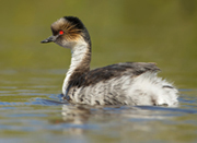 link to silvery grebe